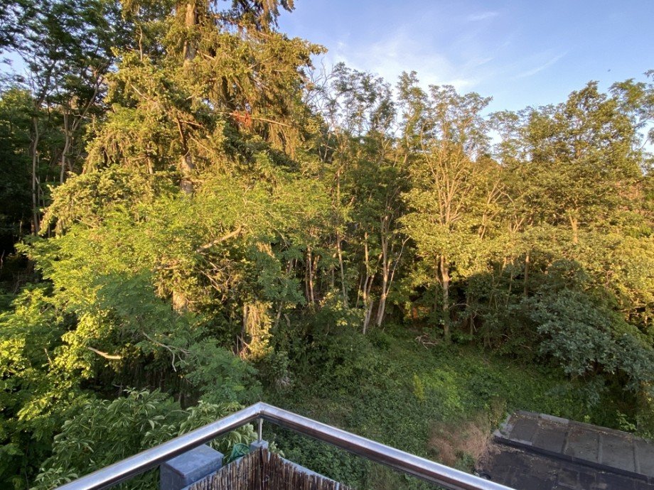Natur pur! Rehblick bei Gl�ck! Dachgeschosswohnung Helmstedt
