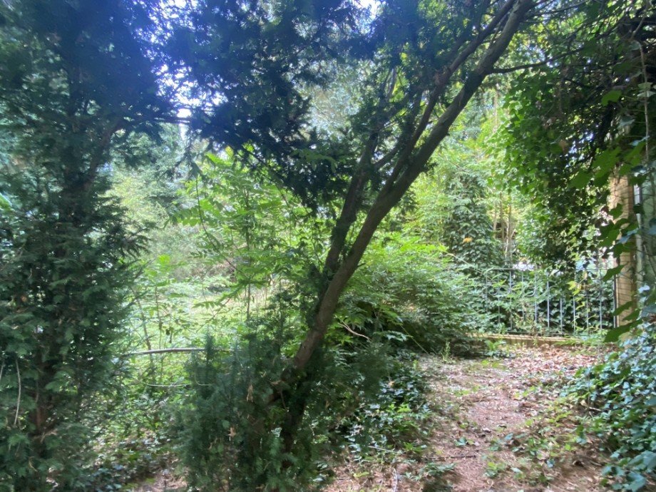 Blick in den Garten Einfamilienhaus Wolfsburg