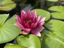 Seerose **possiel makes it possible** Minivilla im Stil einer Reihenhauswohnung!