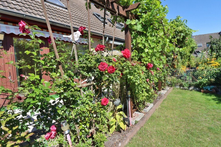 Rosenspalier Terrasse Reihenmittelhaus Wolfsburg